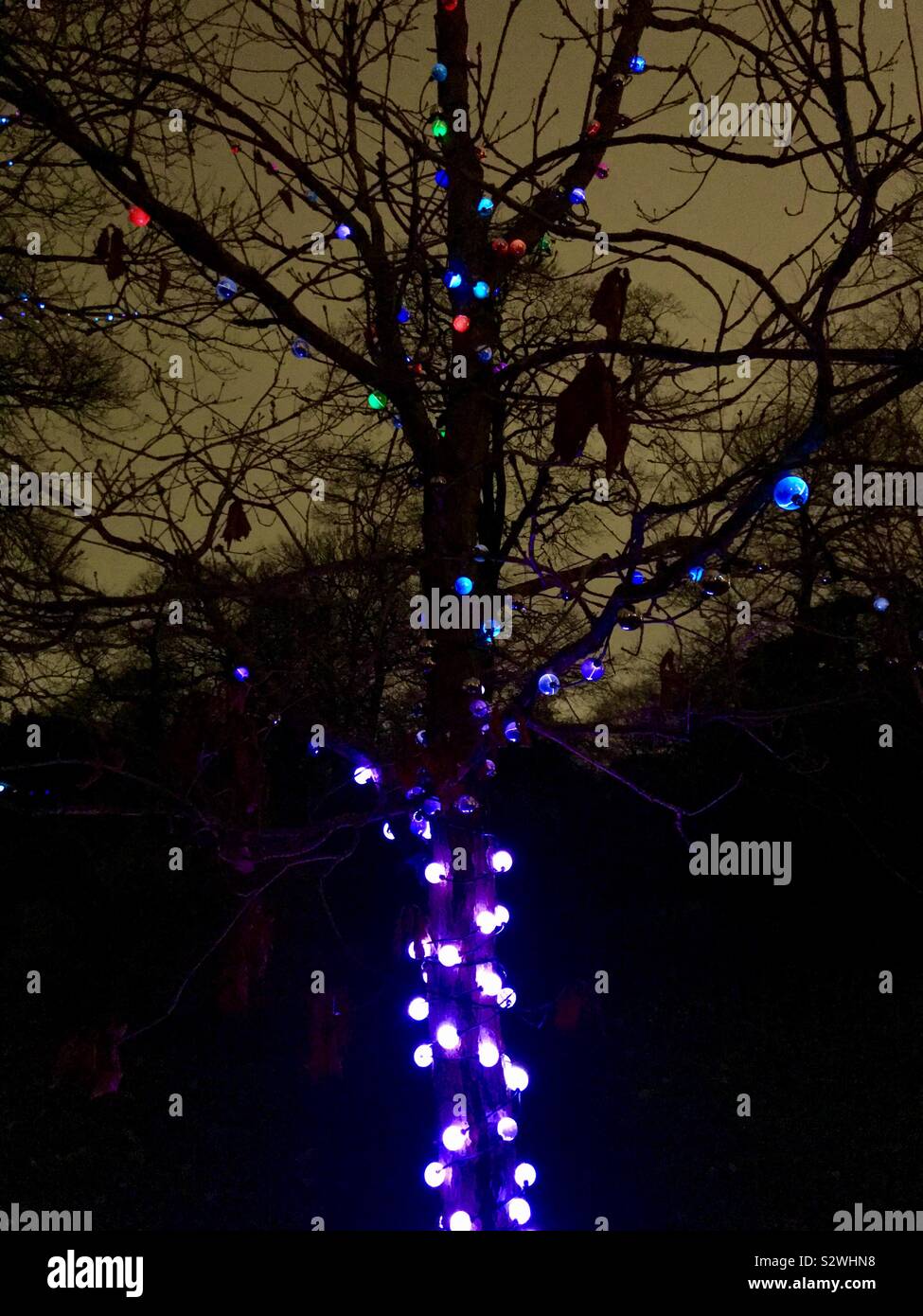 Beleuchtete Baum von Kew Gardens in Kew Weihnachten beleuchtete Trail, 2018, London, UK Stockfoto