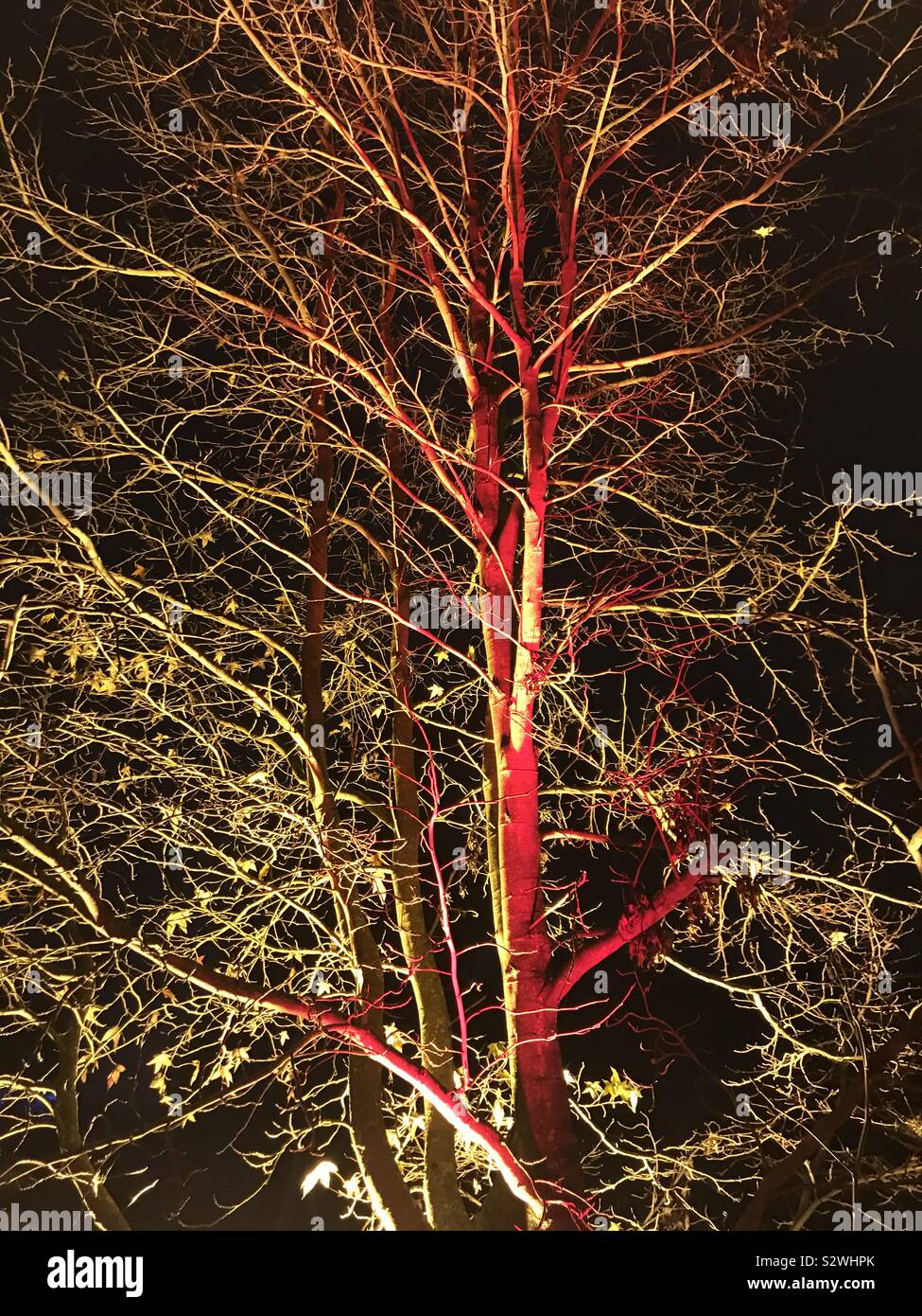Beleuchtete Baum in den Kew Gardens in Kew Weihnachten beleuchtete Trail, 2018, London, UK Stockfoto