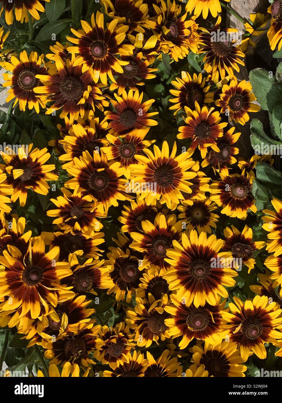 Rudbeckia hirta, black-eyed eye Susan, Sonnenblumen, brown-Eyed Susan, braun Betty, gloriosa Daisy, golden Jerusalem, die Englisch Stier, schlechte Land Daisy, Daisy Gelb und Gelb ox-eye Daisy. Stockfoto