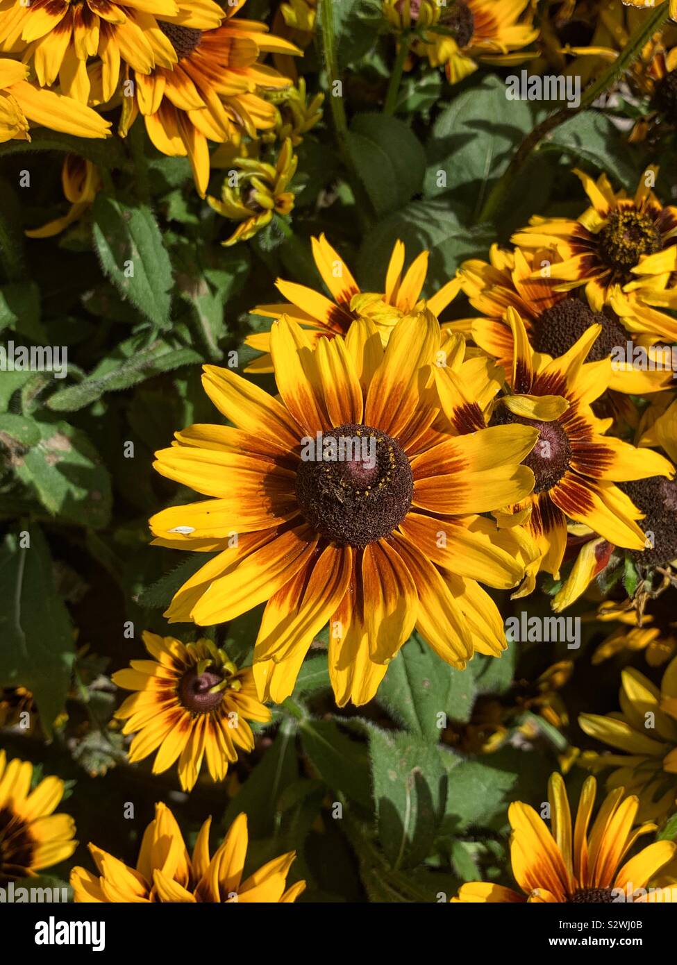 Rudbeckia hirta, black-eyed eye Susan, Sonnenblumen, brown-Eyed Susan, braun Betty, gloriosa Daisy, golden Jerusalem, die Englisch Stier, schlechte Land Daisy, Daisy Gelb und Gelb ox-eye Daisy. Stockfoto