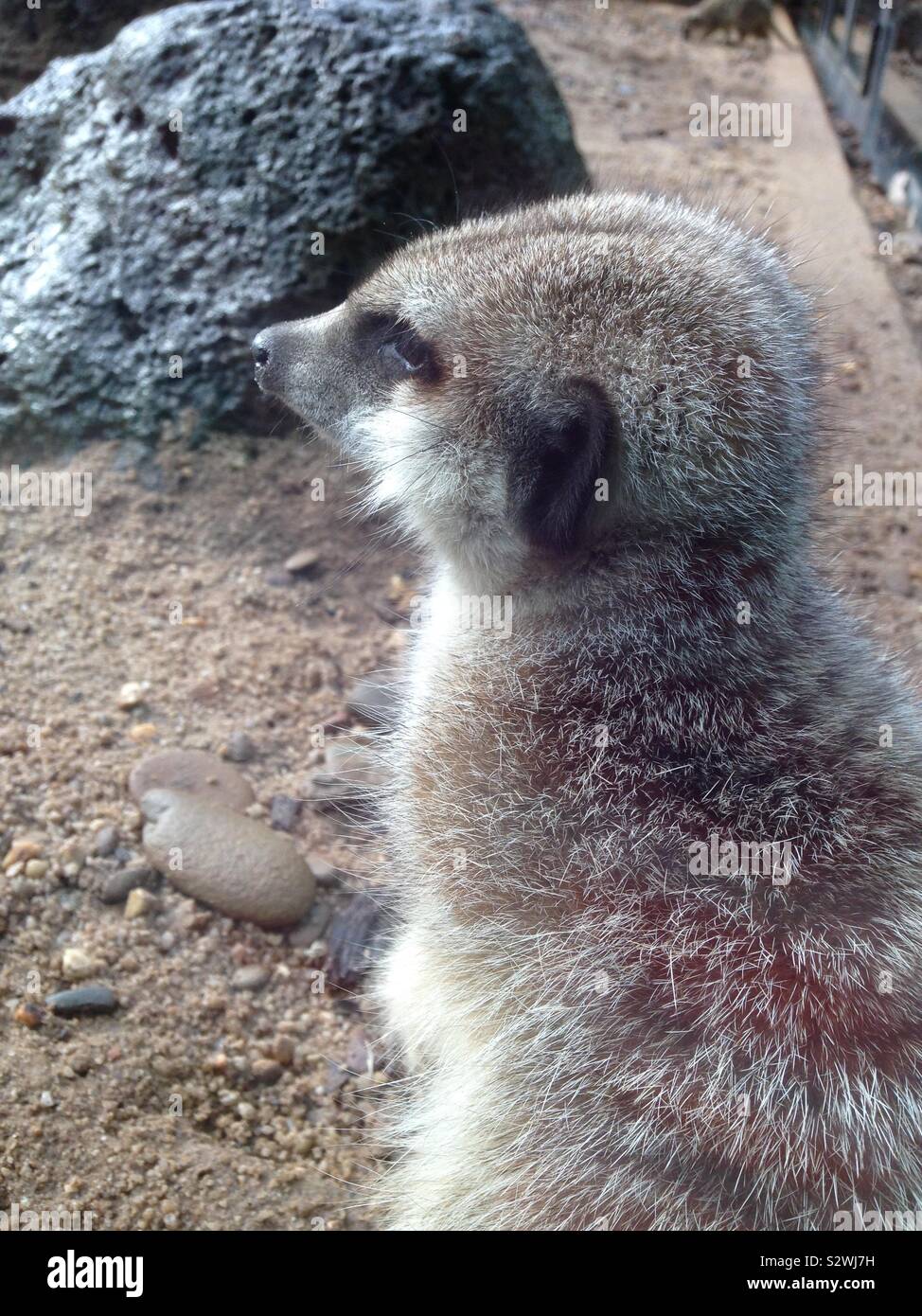 Erdmännchen Stockfoto