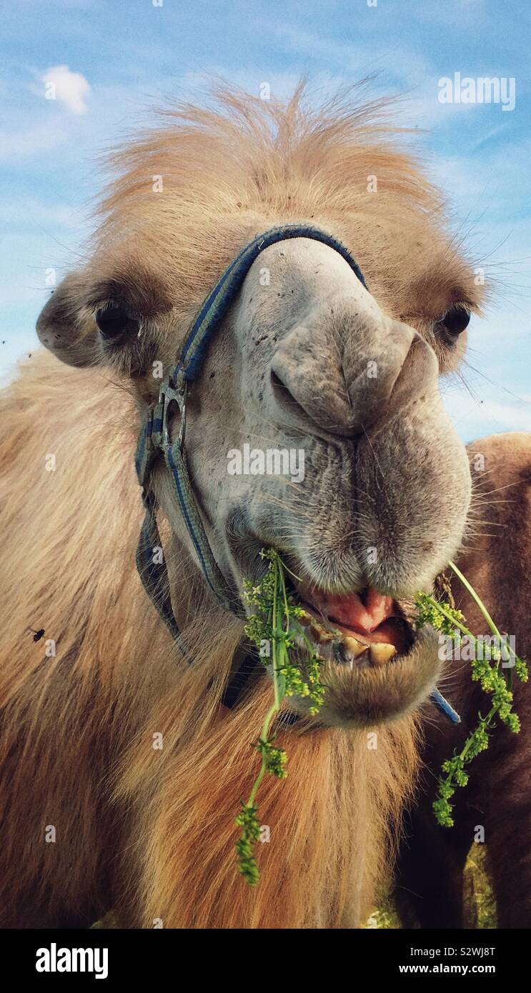 Kamel Gesicht Stockfoto