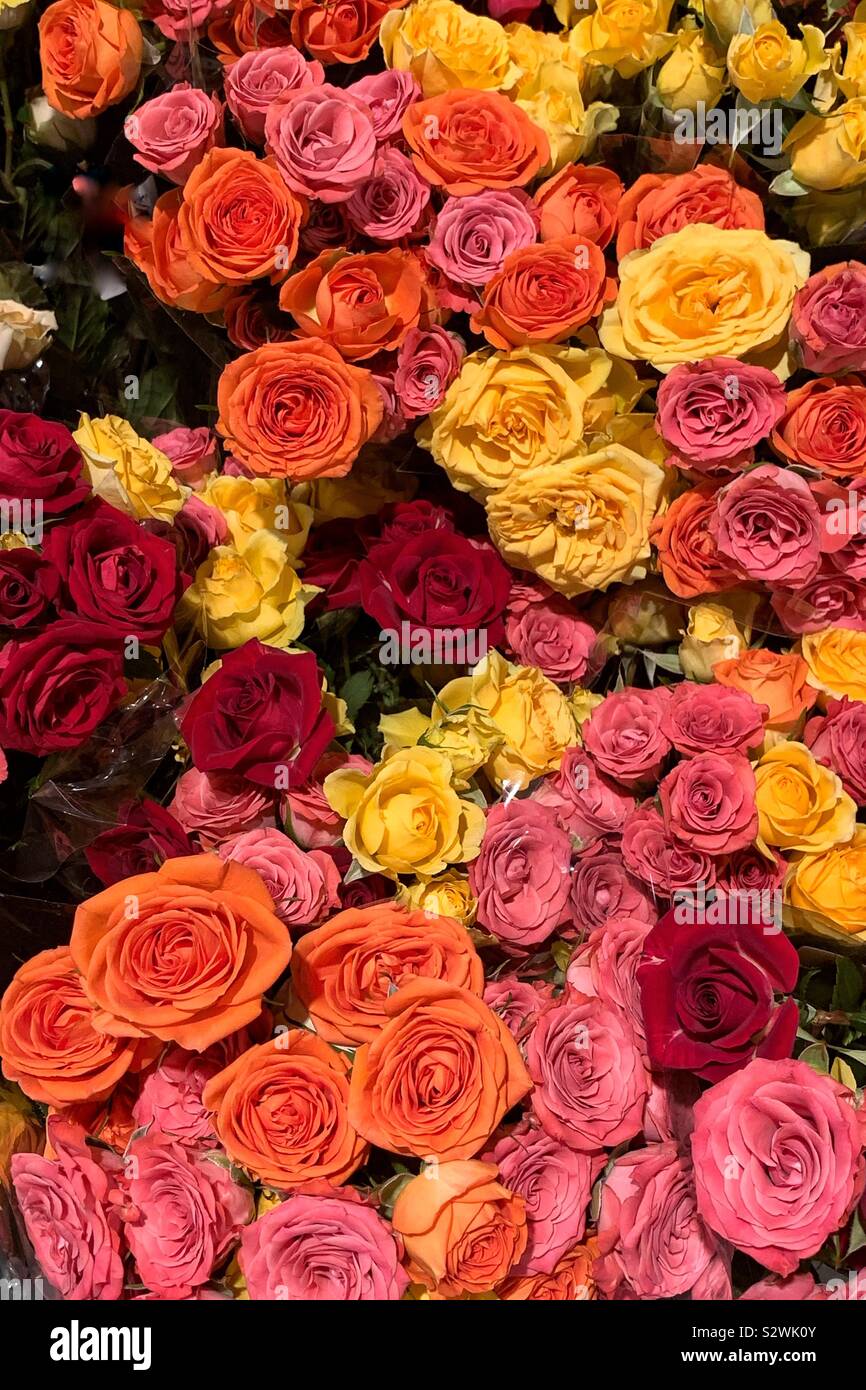 Viele Blumensträuße von frischen rosa, gelbe und rote Rosen. Stockfoto