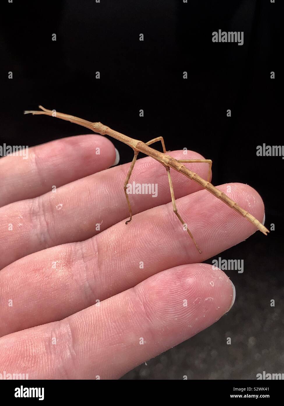 Einen Wanderstock Insekt auf einer männlichen Hand in den Blue Ridge Mountains in Virginia gefunden Stockfoto