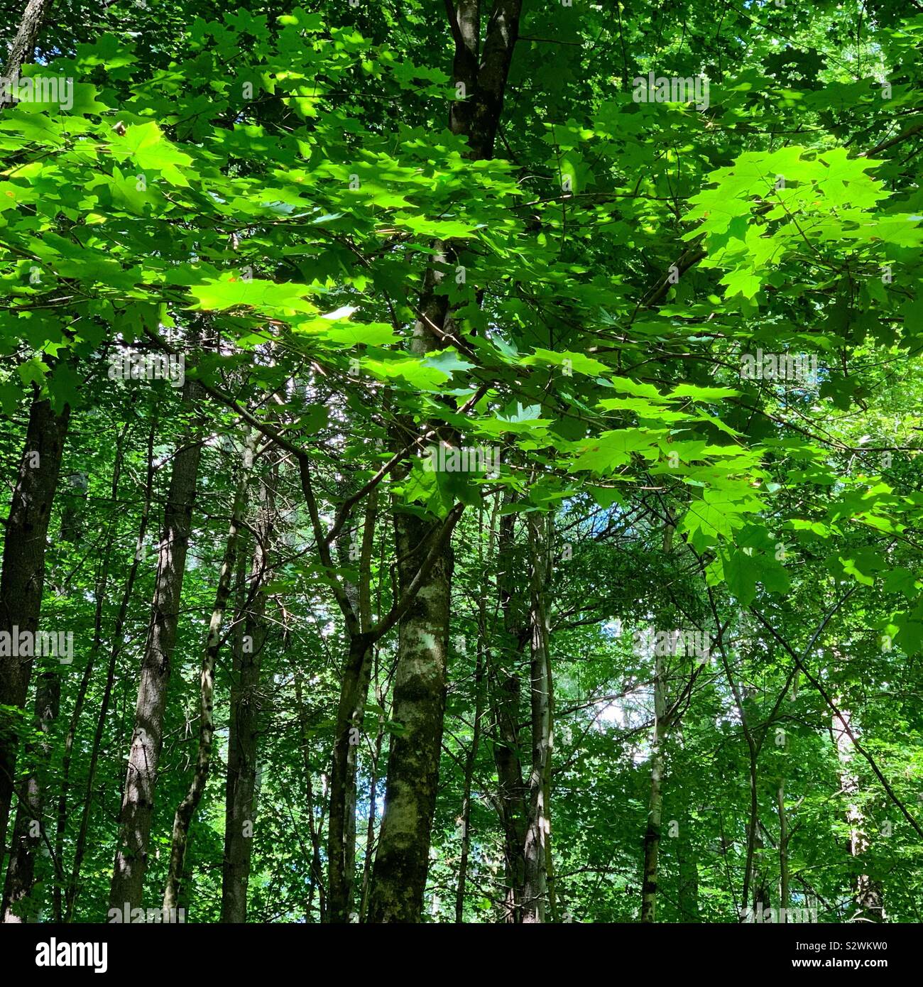 Sonnenlicht auf die Blätter im Wald Stockfoto