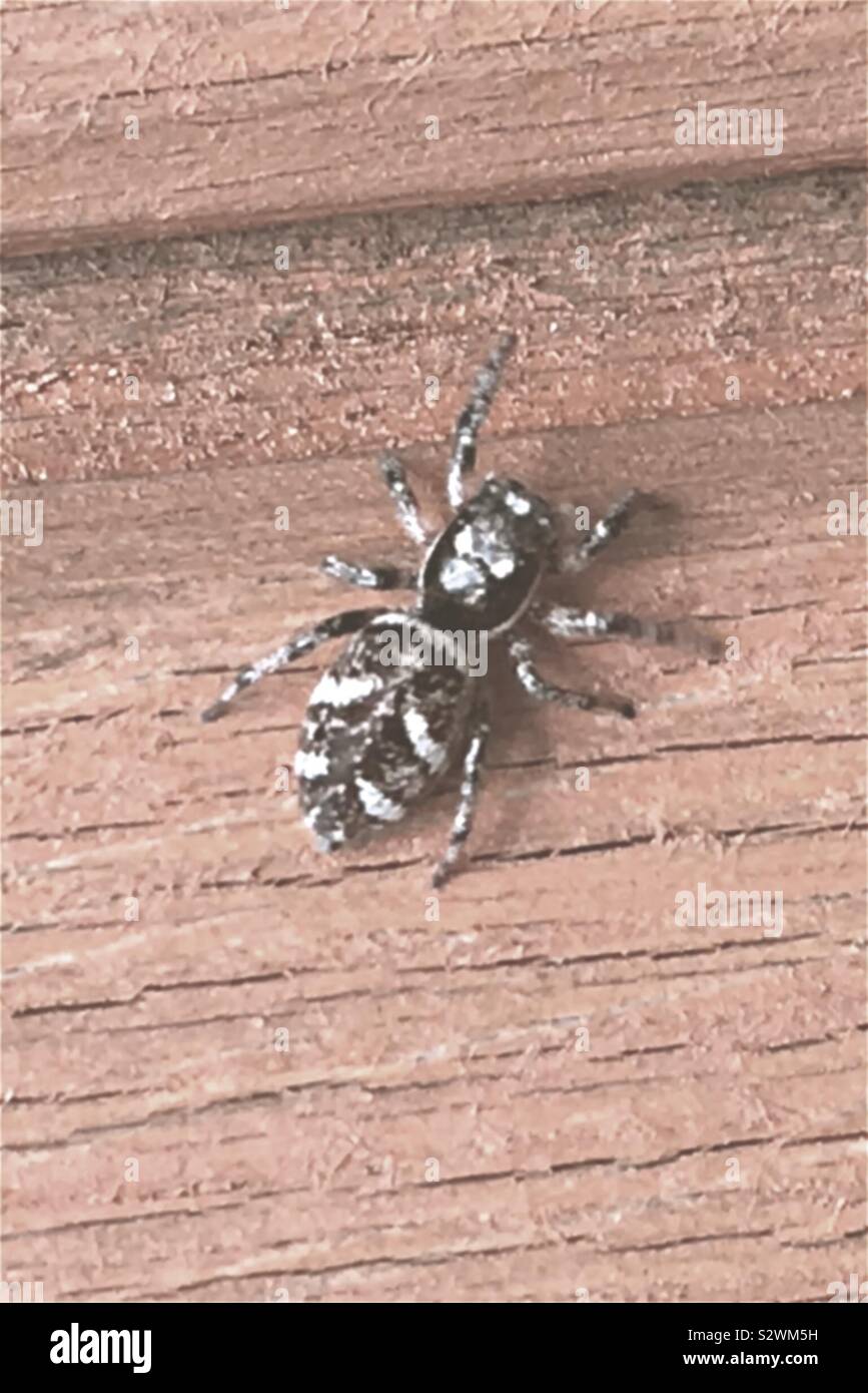 Black Wood Spider Stockfotos Black Wood Spider Bilder Alamy