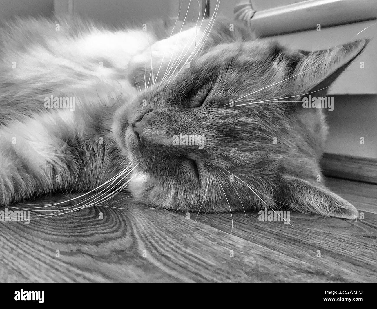 Schwarz-weiß-Bild einer Katze schlafend von Laminatfußböden, die versuchen, im Sommer zu kühlen - Smartphone-aufgenommenes Stockfoto