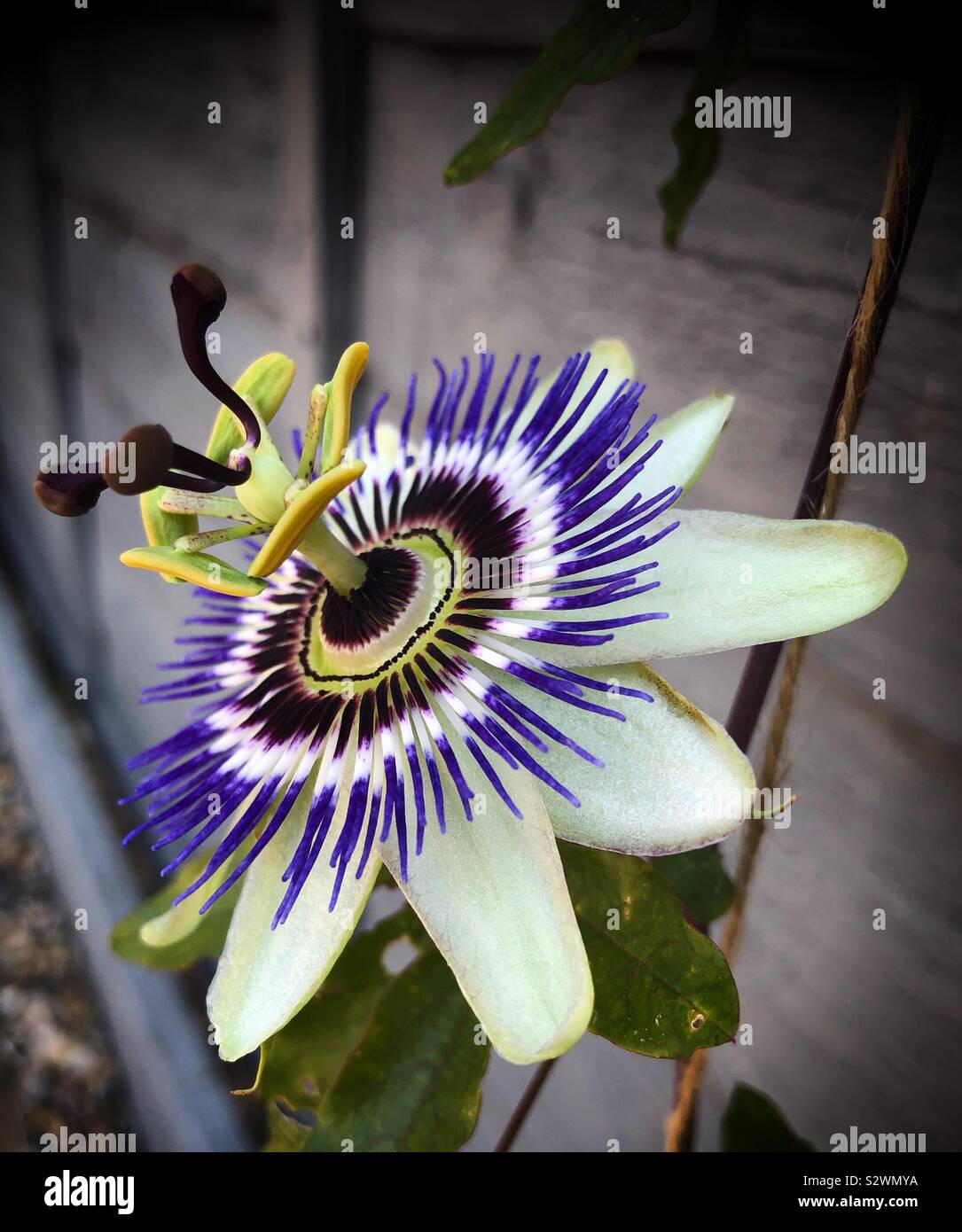 Eine Seitenansicht eines einzigen Passionsblume, Passiflora caerulea - Smartphone-aufgenommenes Stockfoto
