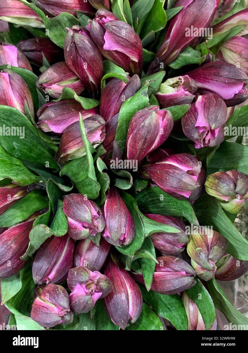 Schönen Blumenstrauß purple crocus Blüten. Stockfoto