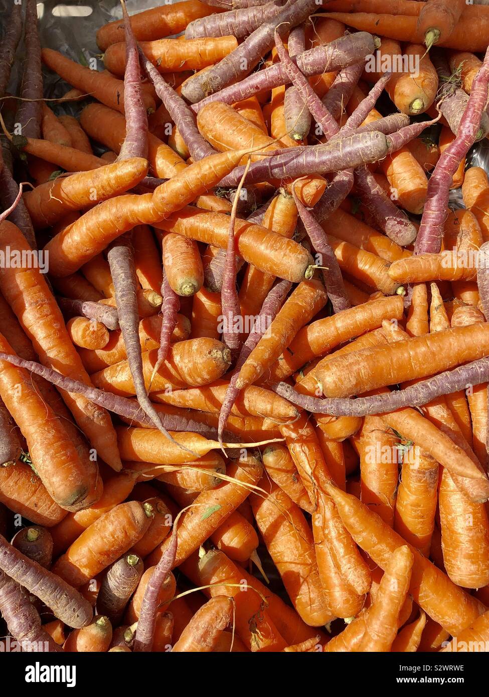 Bio-Karotten - Smartphone-aufgenommenes Stockfoto