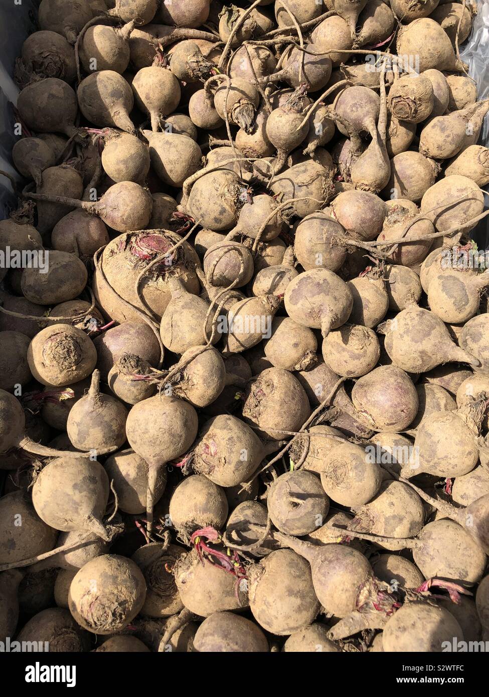 Bio rote Beete - Smartphone-aufgenommenes Stockfoto
