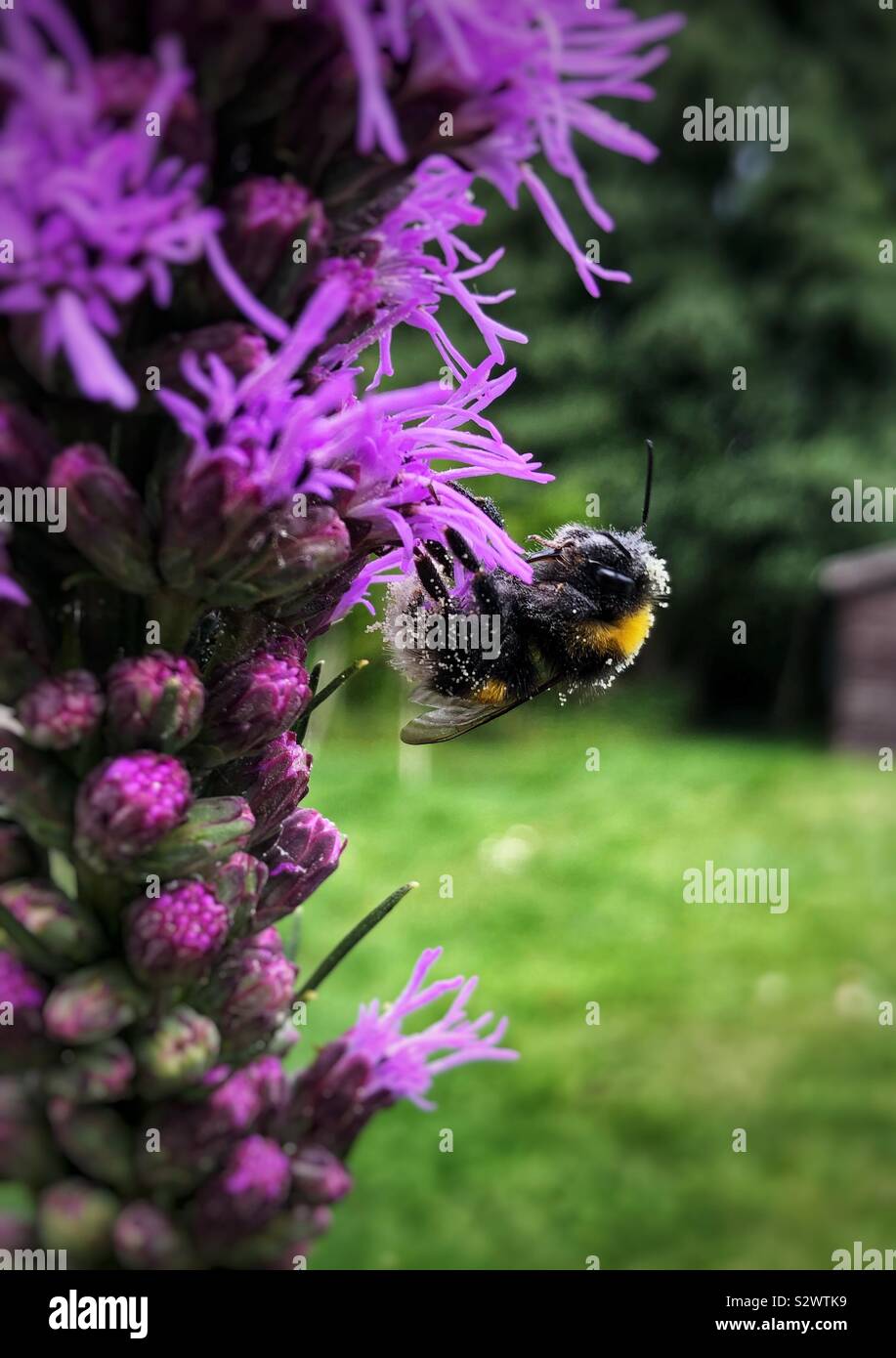 Bumblebee bedeckt mit Pollen auf eine blühende lila Blüte im Sommer. Stockfoto