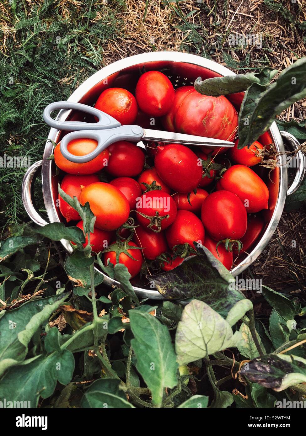 Ernte homegrown Tomaten Stockfoto