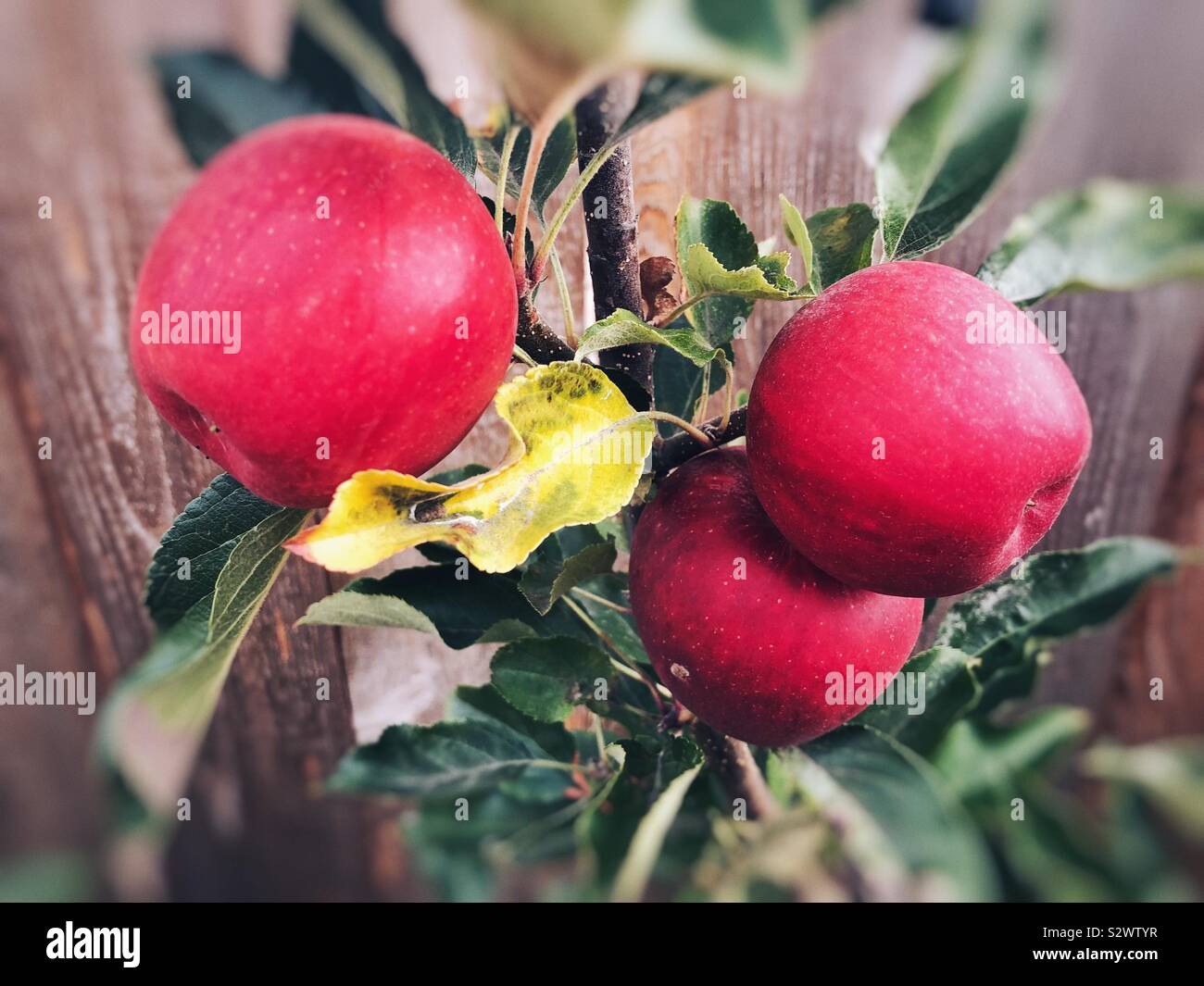 Homegrown organische Äpfel auf einem Baum - Smartphone-aufgenommenes Stockfoto