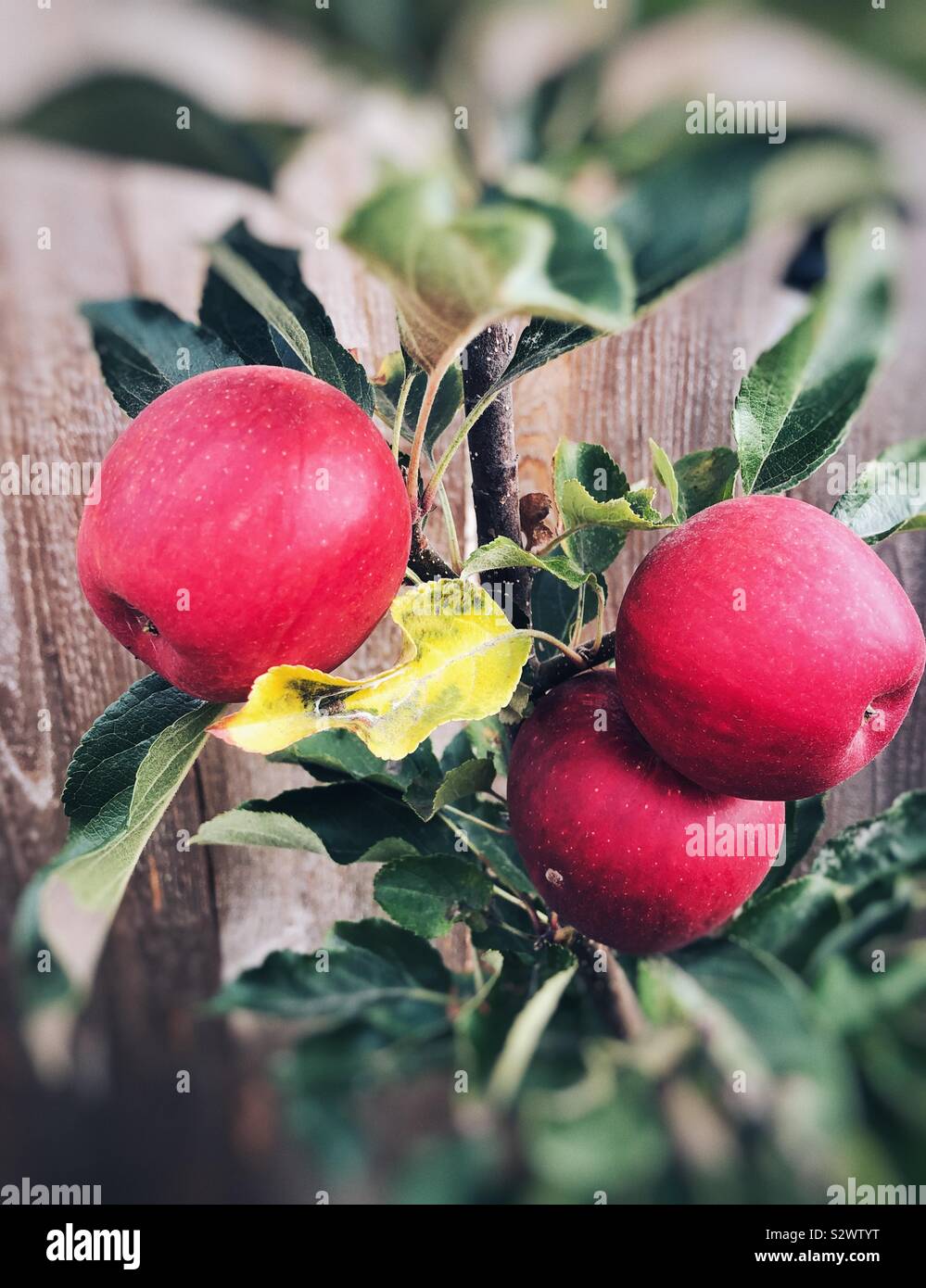 Homegrown organische Äpfel auf einem Baum - Smartphone-aufgenommenes Stockfoto