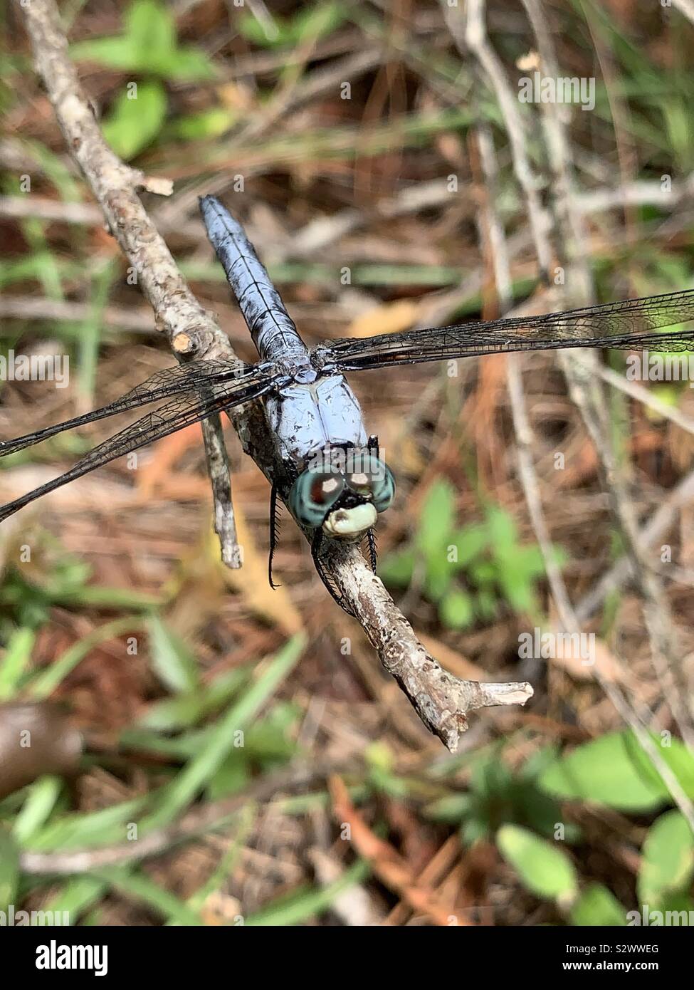 Nahaufnahme eines Blue Dragonfly Augen Stockfoto