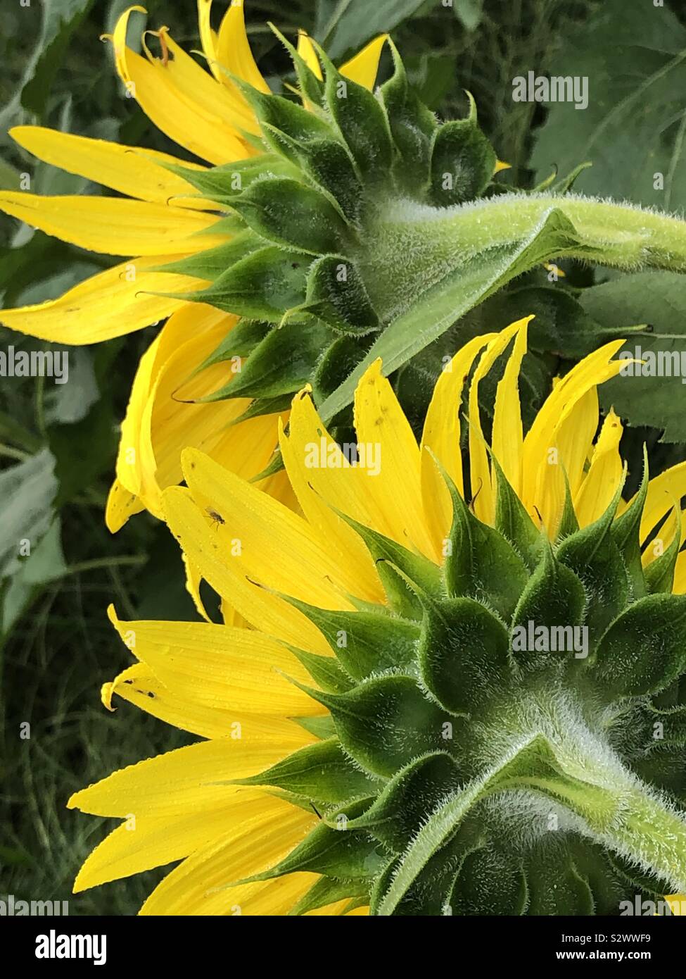 Sonnenblumen in voller Blüte, das Feld in Gelb Stockfoto
