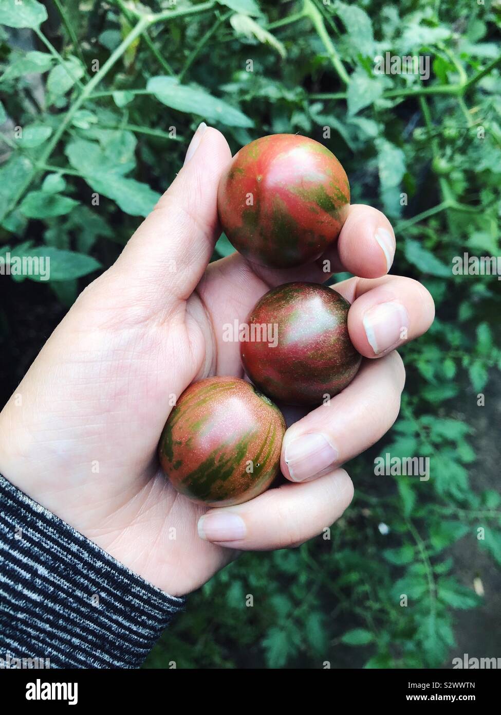 Lila bumble Kirschtomaten - Smartphone-aufgenommenes Stockfoto