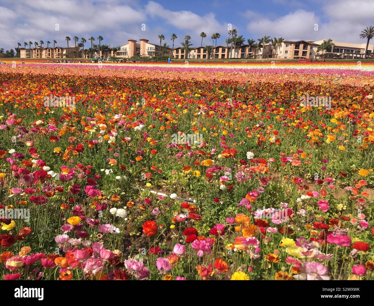 Die Blumenfelder Carlsbad, Kalifornien Stockfoto