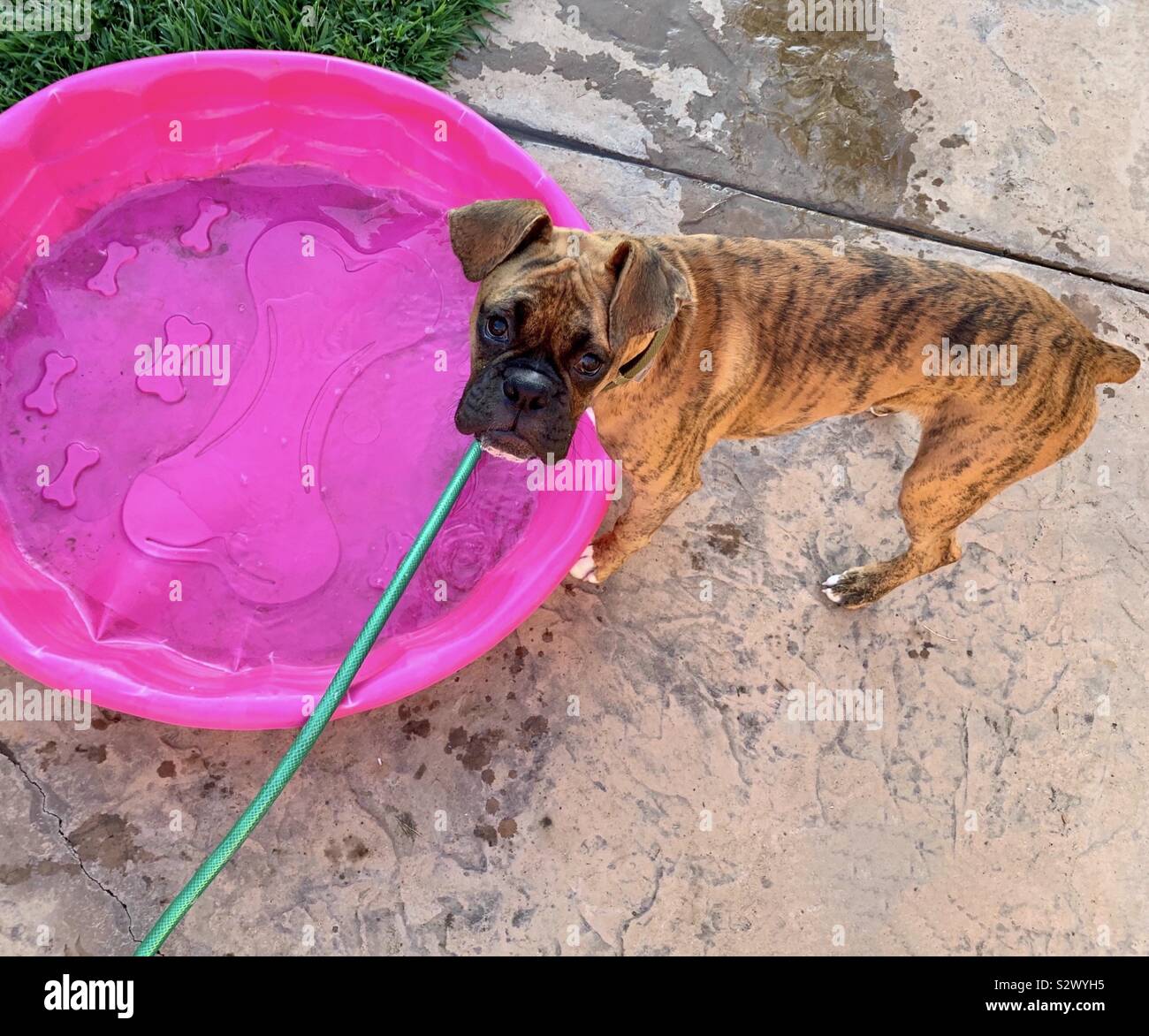 Eine gestromte Boxer Welpe Hund außerhalb von seinem rosa Hund pool im Hinterhof auf die Sommer Tag Stockfoto