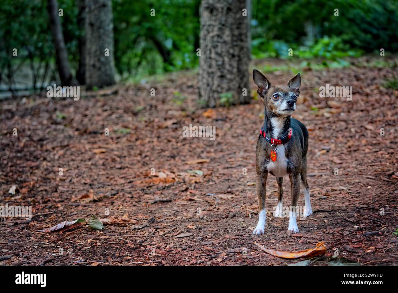 Süßer Moment im Wald mit meinem süßen Chihuahua Stockfoto