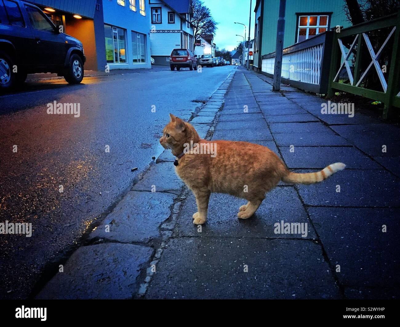 Ein Ingwer Tom cat Pausen auf einem Bürgersteig in Reykjavik Island winter Stockfoto
