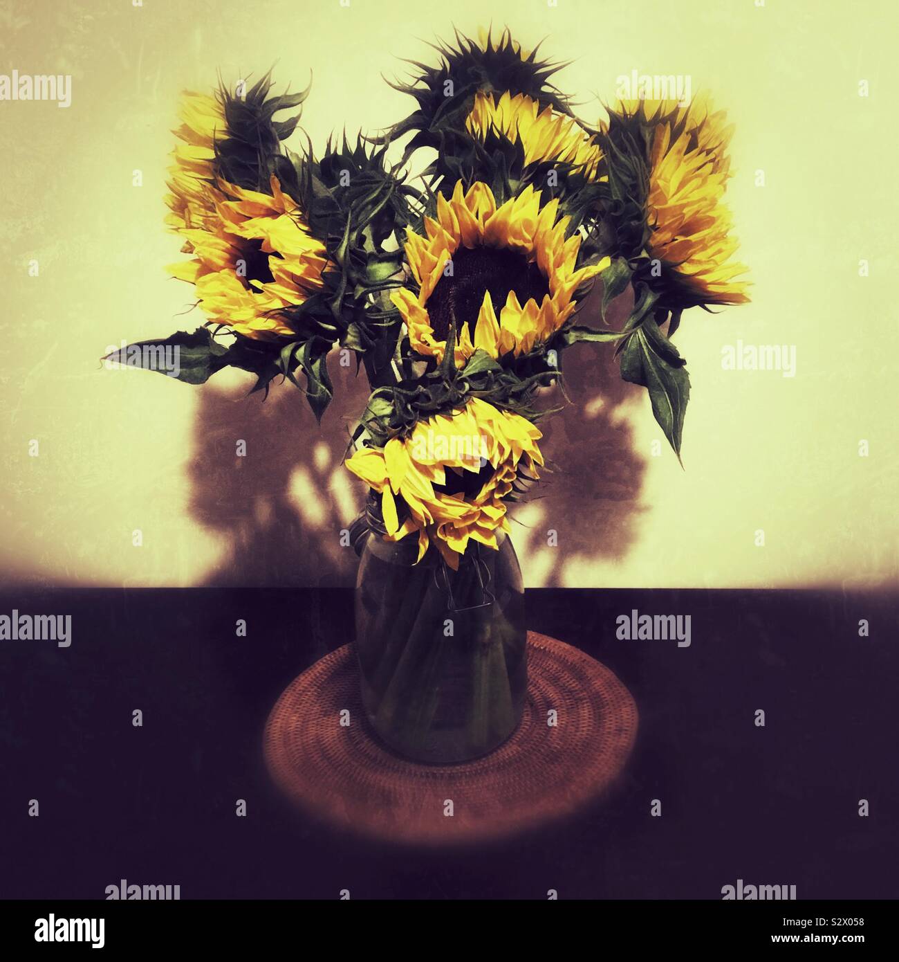 Reihe von Sonnenblumen Stockfoto