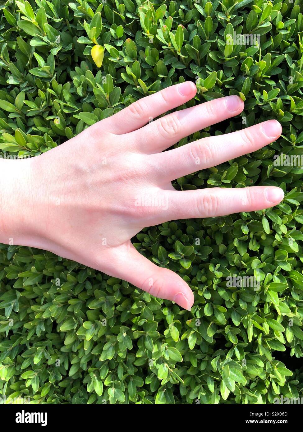 Hand auf einem grünen Hintergrund - Smartphone-aufgenommenes Stockfoto