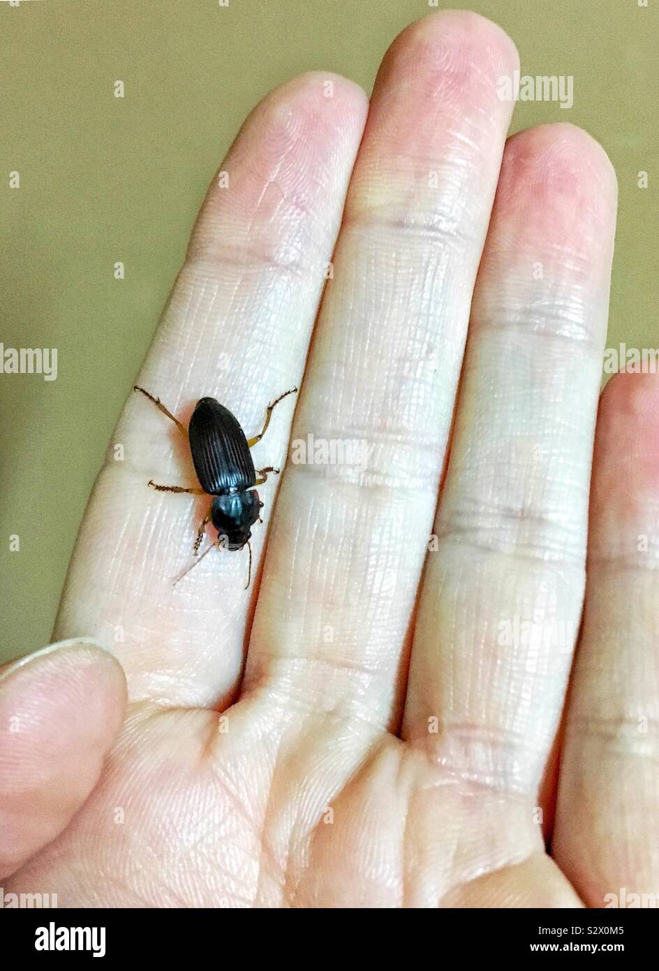 Große schwarze Käfer krabbelte auf der Hand des Kaukasischen Frau Stockfoto