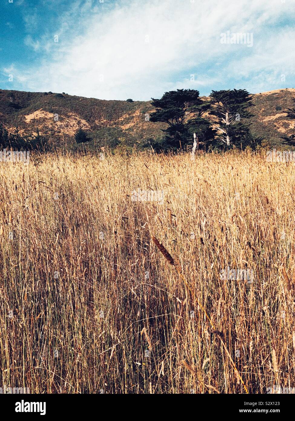 Golden grass, Hügeln und Kiefern von Nordkalifornien Stockfoto