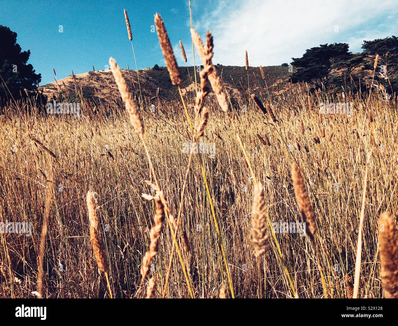 Verträumt golden Gras an der Küste von Nordkalifornien Stockfoto