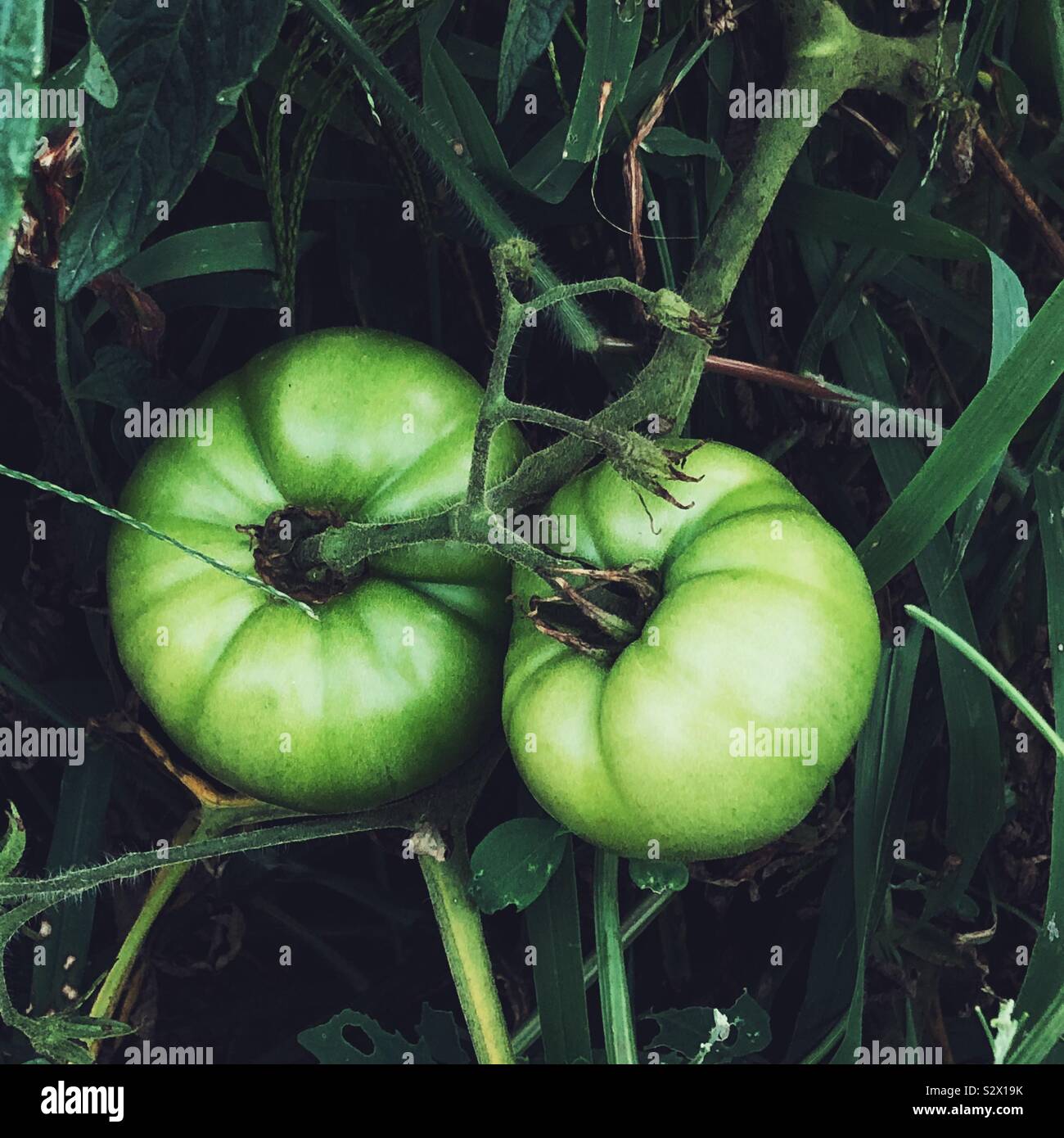 Grüne Tomaten wachsen am Rebstock Stockfoto