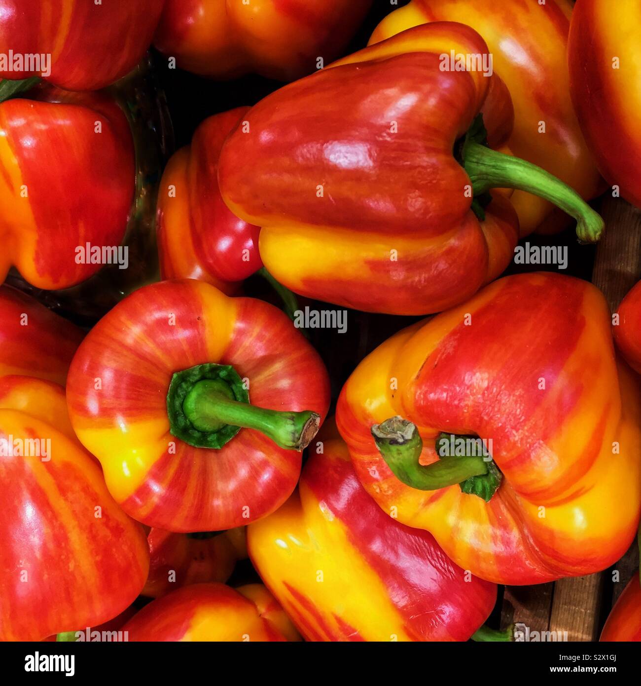 Gestreifte Holland Paprika Stockfoto