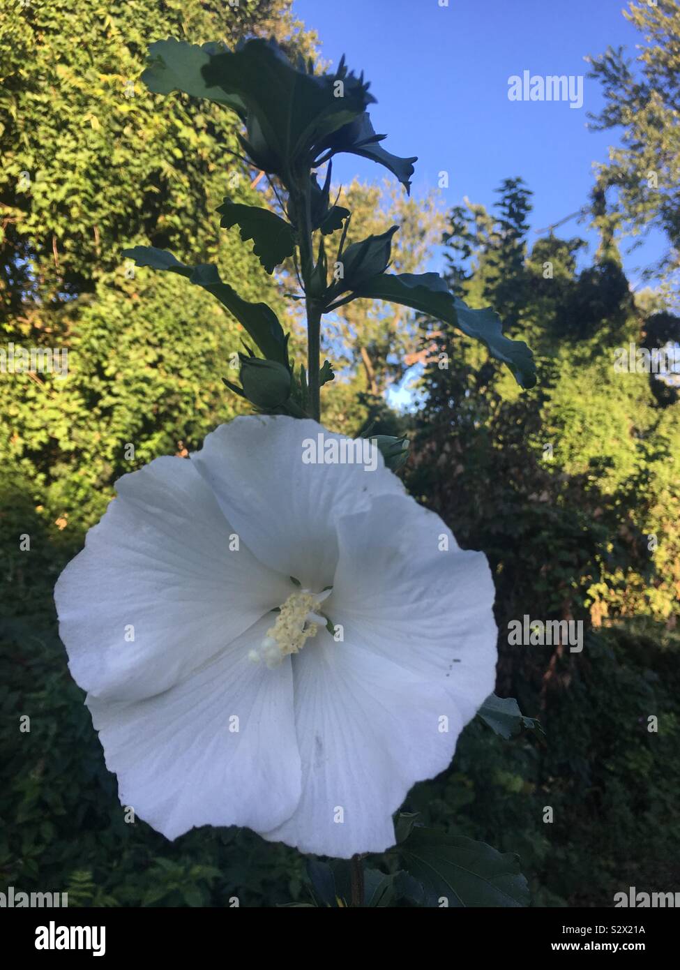 Weiße hibiscus Stockfoto