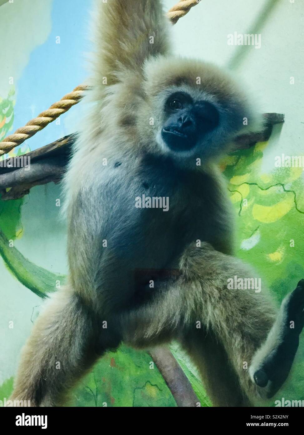 Gibbon posing Stockfoto