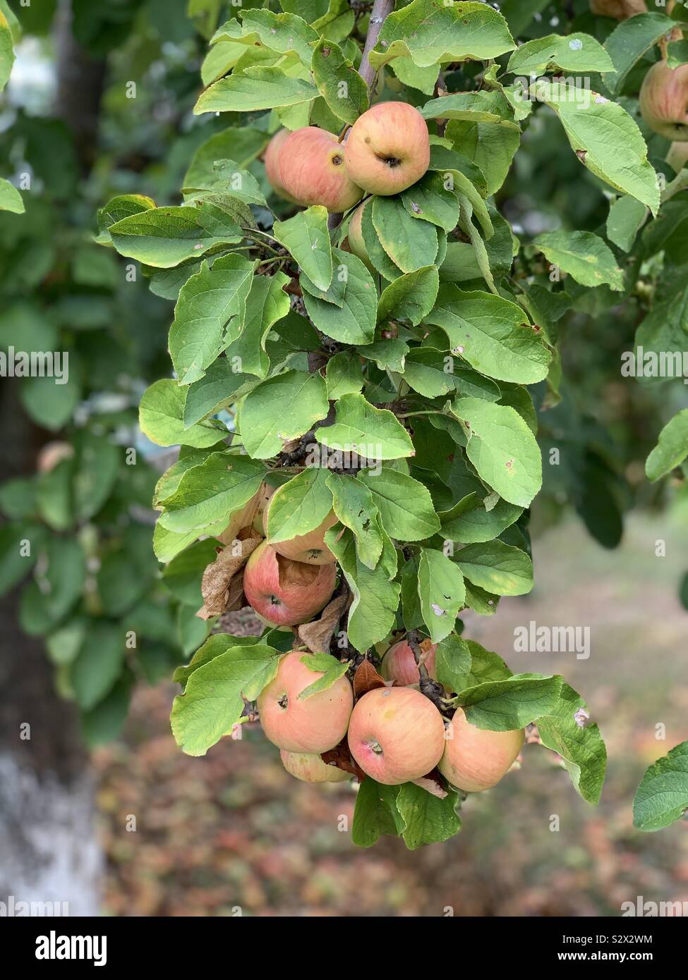 Organische Äpfel am Baum - Smartphone-aufgenommenes Stockfoto