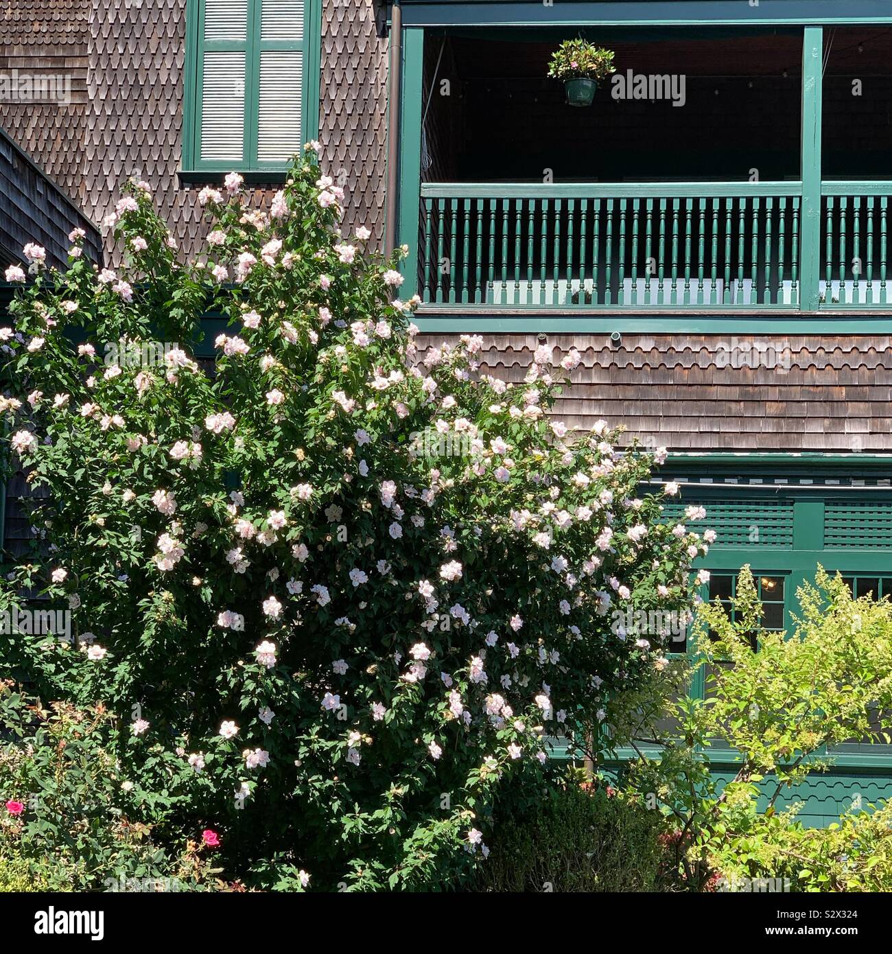 Blumen neben Newport Casino, Newport, Rhode Island, United States. Das Gebäude wurde im Jahr 1880 abgeschlossen. Seine aktuelle Mieter gehören die International Tennis Hall of Fame. - Smartphone-aufgenommenes Stockfoto