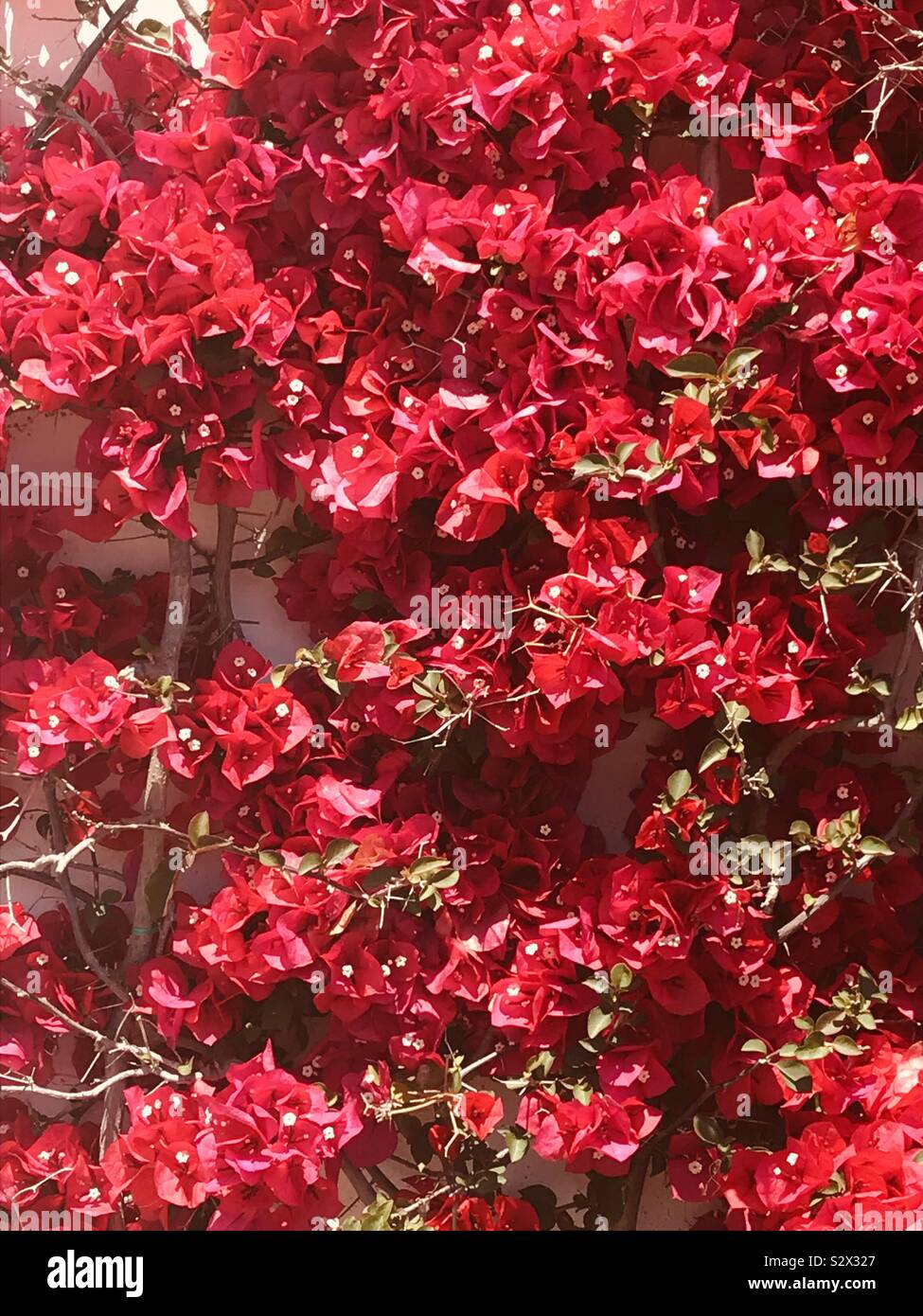 Blumen an der Wand an der Seite eines Hauses in Otranto, Apulien, Italien. Mai 2018. - Smartphone-aufgenommenes Stockfoto