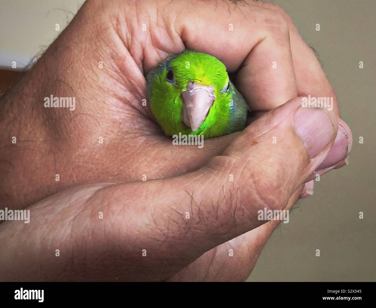 Ein Spatz in der hand Stockfoto