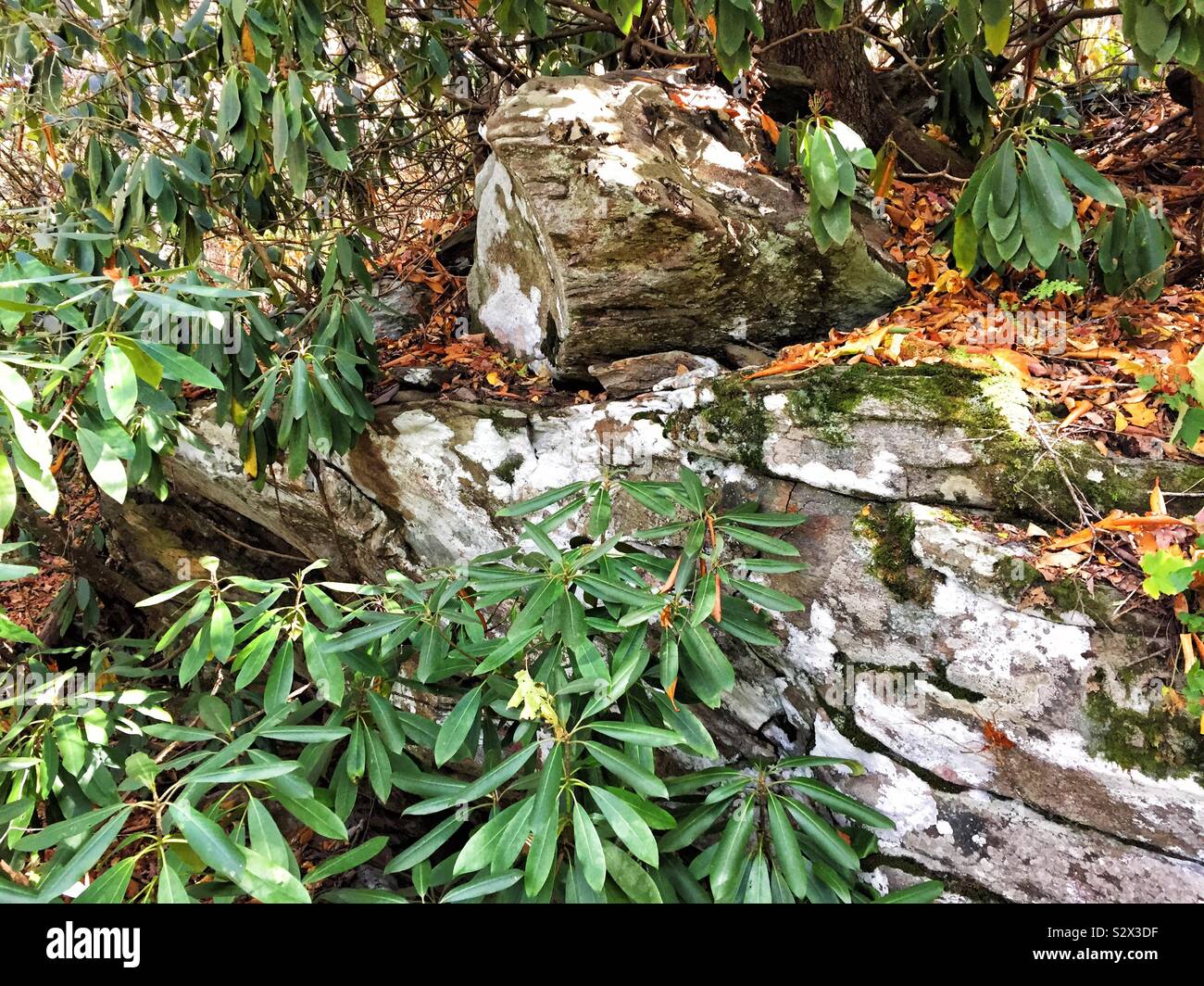 Native rhododendron Pflanzen wachsen wild entlang der Woodland Trails und Felsen in den Appalachen und Blue Ridge Mountains in North Georgia USA. Stockfoto