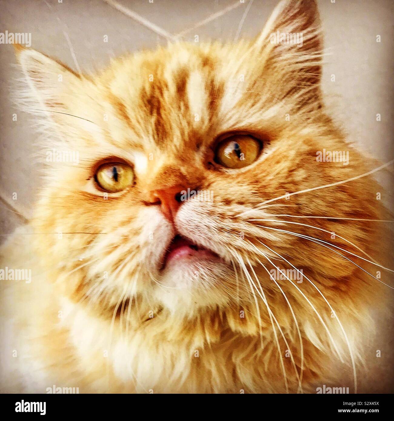 Nahaufnahme von einem gelben Katze und honigfarbenen Augen Stockfoto