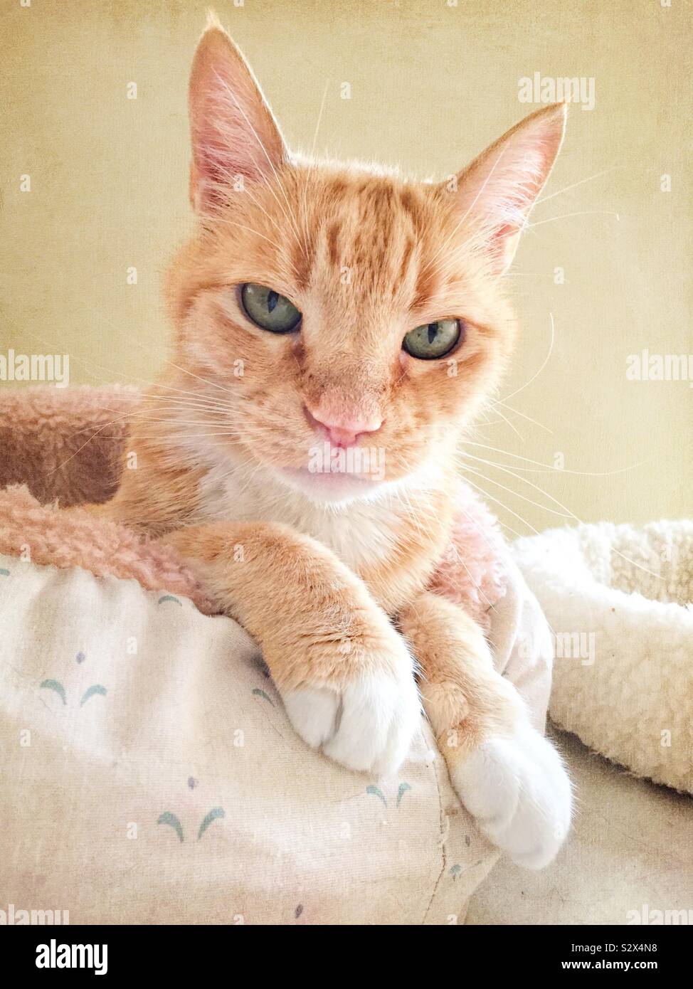 Eine inländische Innen Orange und Weiß gefärbte Tabby-katze ist entspannend in seinem kitty Bett. Stockfoto