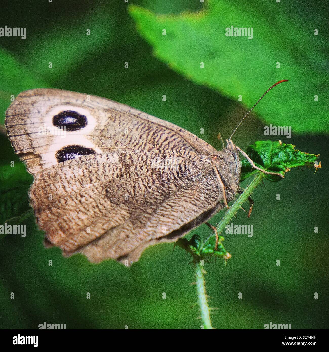 Common Wood Nymph, Wayne County, Pennsylvania Stockfoto