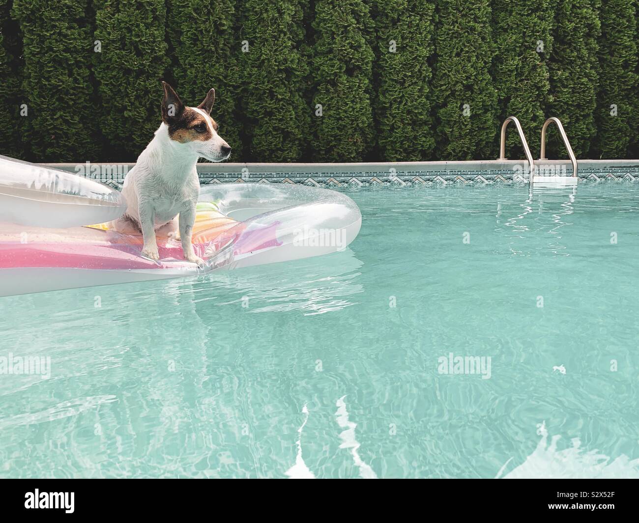 Jack Russell Terrier Hund sitzt auf einem aufblasbaren Pool schwimmen in der Mitte von einem Hinterhof Schwimmbad. Stockfoto