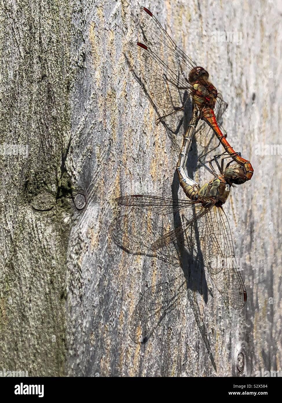 Paar rot geäderten darter Libellen in passender Pose Stockfoto