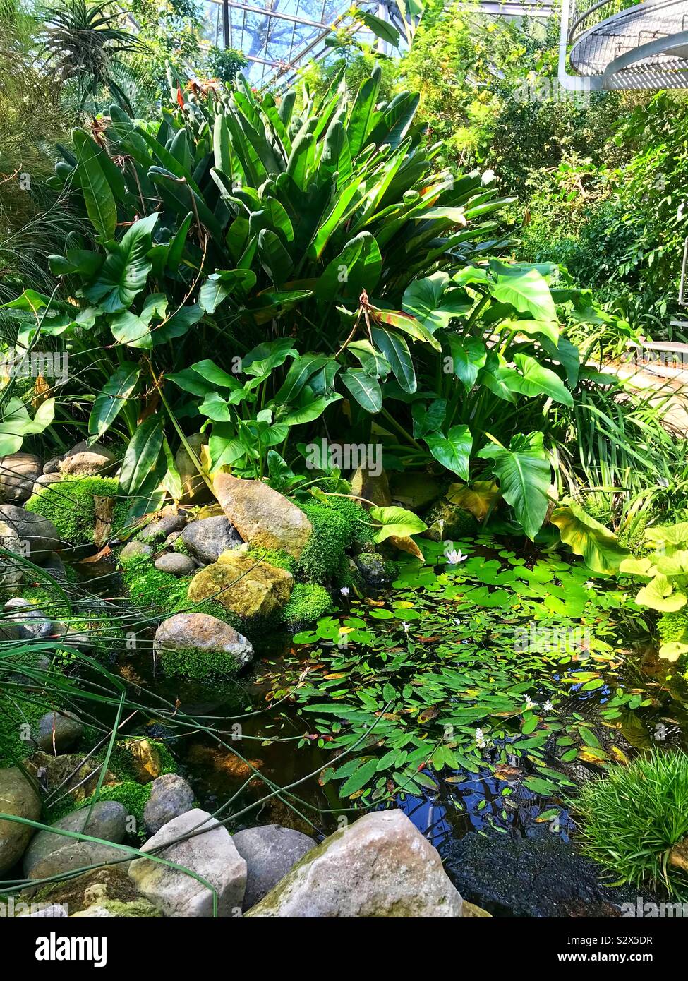 Hortus botanicus Botanischer garten Amsterdam - Smartphone-aufgenommenes Stockfoto