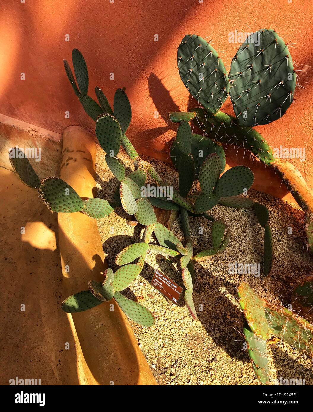 Hortus botanicus Botanischer garten Amsterdam - Smartphone-aufgenommenes Stockfoto