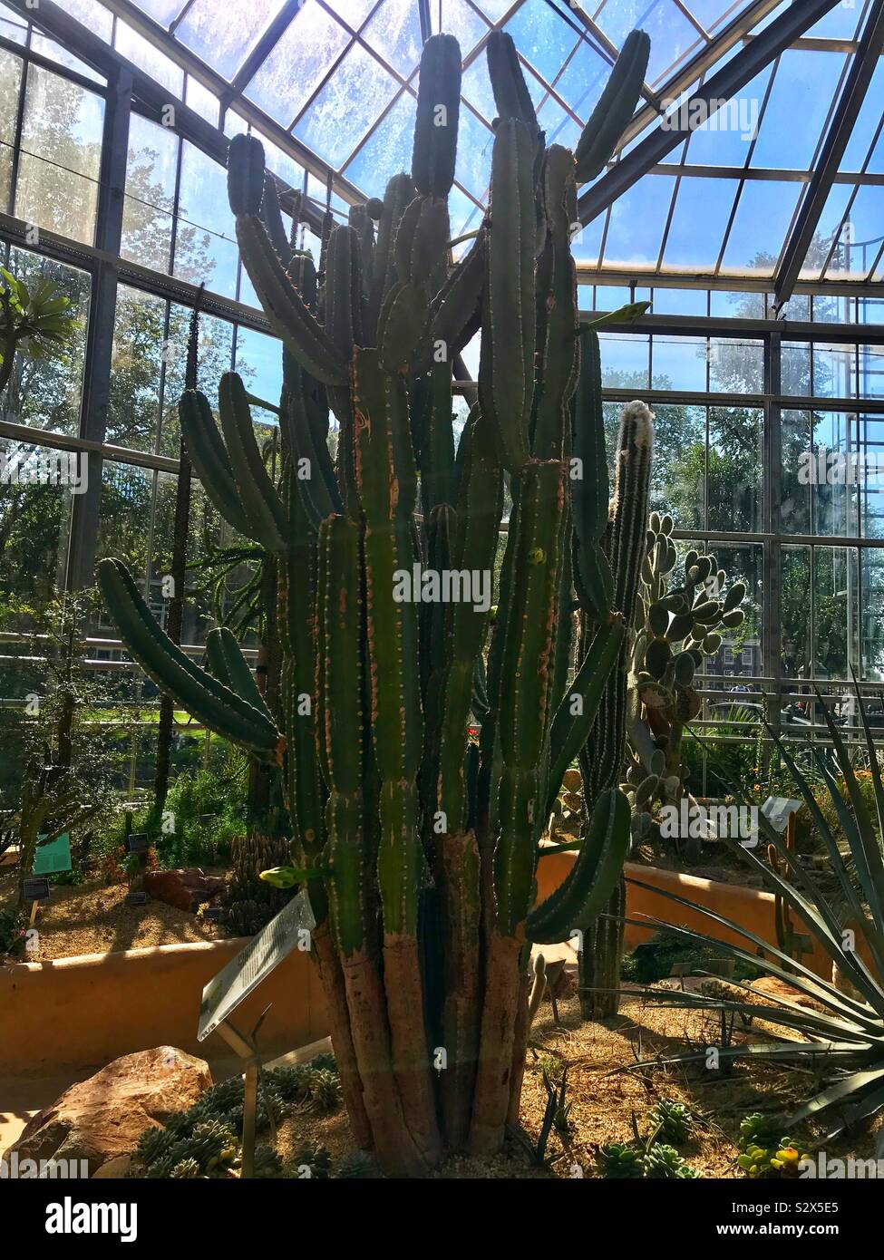 Hortus botanicus Botanischer garten Amsterdam - Smartphone-aufgenommenes Stockfoto