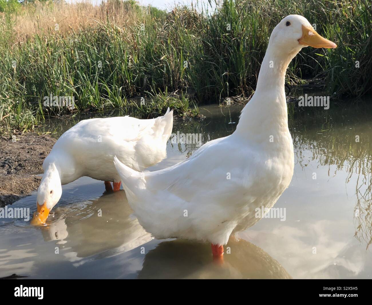 Paar schweren weißen Pekingenten im frühen Frühjahr (auch als Aylesbury oder Long Island ducks bekannt) Stockfoto