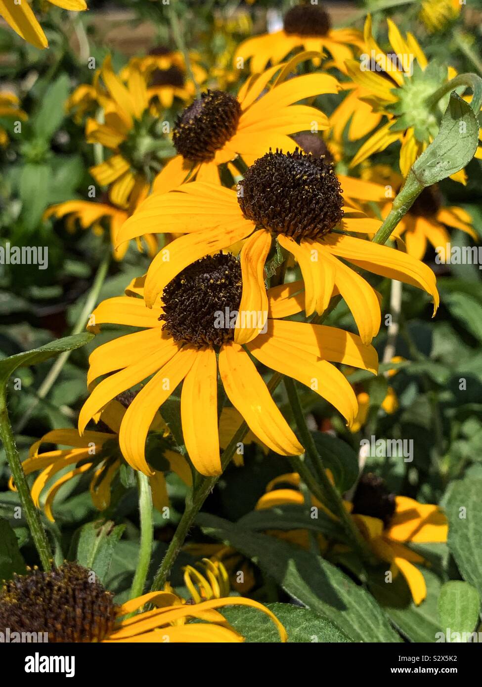 Black Eyed Susans wachsen in einem blühenden Garten, brown-Eyed Susan, braun Betty, gloriosa Daisy, golden Jerusalem, Auge des Englischen Stier, schlechte Land Daisy, Daisy Gelb und Gelb ox-eye Daisy Stockfoto